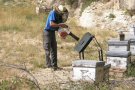 lapiculture-dans-le-parc-national-des-cevennes