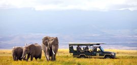 african-safaris